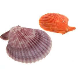 SEAURCO Orange Pecton Nobilus 6-8cm