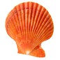 SEAURCO Orange Pecton Nobilus 6-8cm