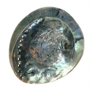 SEAURCO Large Opal Abalone 15cm