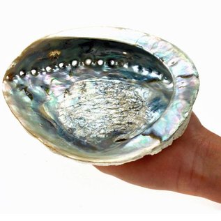 SEAURCO Large Opal Abalone 15cm