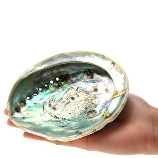 SEAURCO Small Opal Abalone 13cm