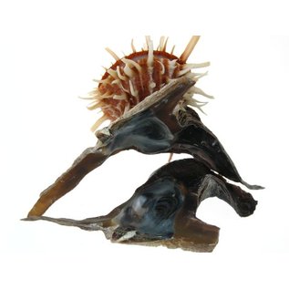 SEAURCO Hammershell with Spondylus