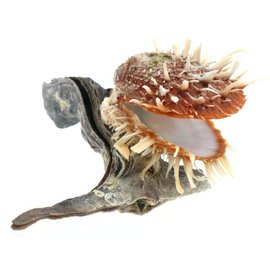 SEAURCO Hammershell with Spondylus