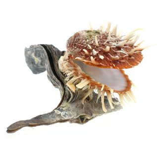 SEAURCO Hammershell with Spondylus