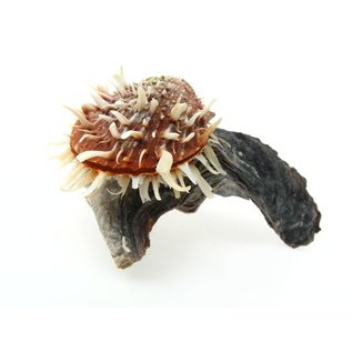 SEAURCO Hammershell with Spondylus