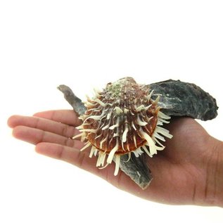 SEAURCO Hammershell with Spondylus