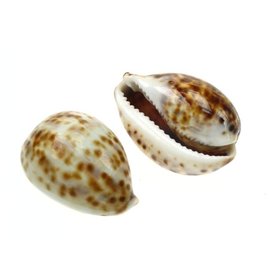 SEAURCO Small Juvenile Tiger Cowries 4cm