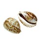 SEAURCO Small Juvenile Tiger Cowries 4cm