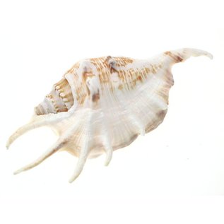 SEAURCO Pink Spiders