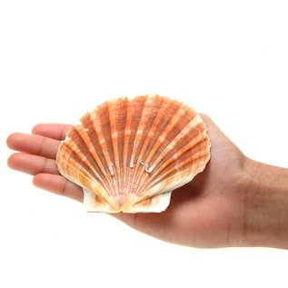 SEAURCO Medium Flat Scallops 10cm.