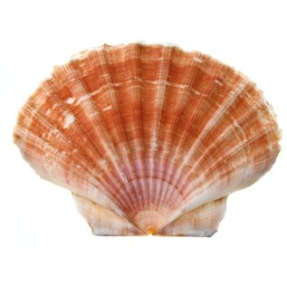 SEAURCO Medium Flat Scallops 10cm.