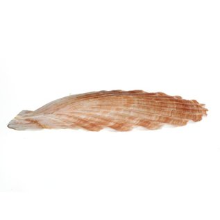 SEAURCO Medium Flat Scallops 10cm.