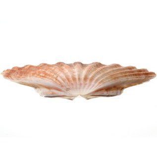 SEAURCO Medium Flat Scallops 10cm.