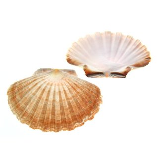 SEAURCO Medium Flat Scallops 10cm.