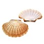 SEAURCO Medium Flat Scallops 10cm.