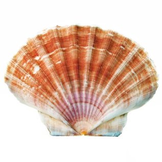 SEAURCO Medium Flat Scallops 10cm.