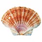 SEAURCO Medium Flat Scallops 10cm.