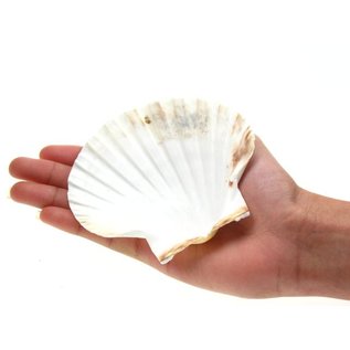 SEAURCO Medium Deep Scallops with ground edges 10cm.