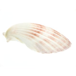 SEAURCO Medium Deep Scallops with ground edges 10cm.