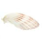 SEAURCO Medium Deep Scallops with ground edges 10cm.