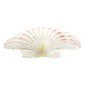 SEAURCO Medium Deep Scallops with ground edges 10cm.