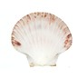 SEAURCO Medium Deep Scallops with ground edges 10cm.