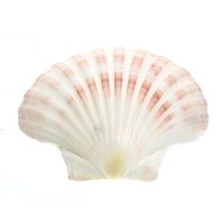 SEAURCO Medium Deep Scallops with ground edges 10cm.