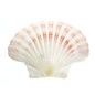 SEAURCO Medium Deep Scallops with ground edges 10cm.