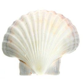 SEAURCO Medium Deep Scallops with ground edges 10cm.