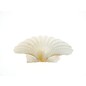 SEAURCO Small Deep Scallops with ground edges 8cm. Set of 4,