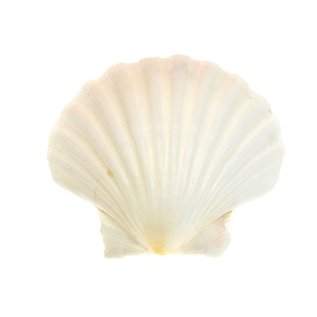 SEAURCO Small Deep Scallops with ground edges 8cm. Set of 4,