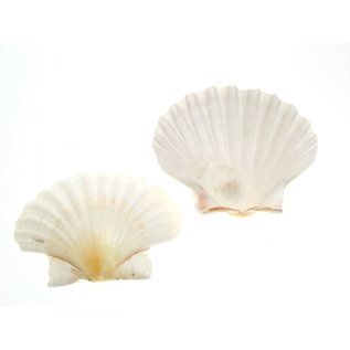 SEAURCO Small Deep Scallops with ground edges 8cm. Set of 4,