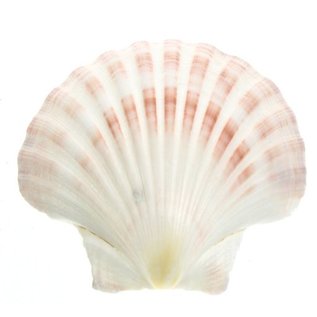 SEAURCO Small Deep Scallops with ground edges 8cm. Set of 4,