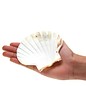 SEAURCO Small Deep Scallops with ground edges 8cm. Set of 4,