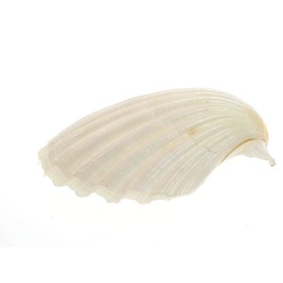 SEAURCO Small Deep Scallops with ground edges 8cm. Set of 4,