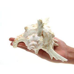 SEAURCO Super White Murex