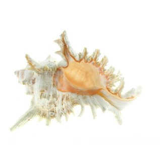 SEAURCO Super White Murex