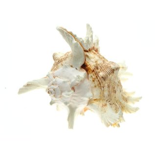 SEAURCO Super White Murex