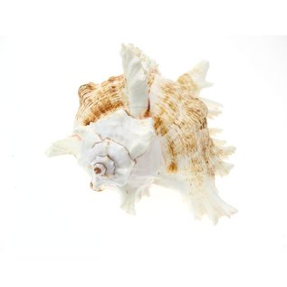 SEAURCO Ex-Large White Murex