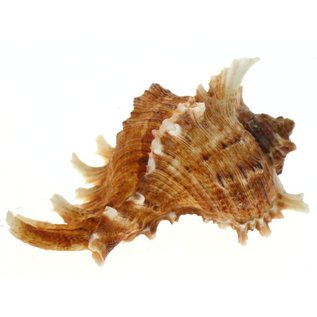 SEAURCO Large White Murex