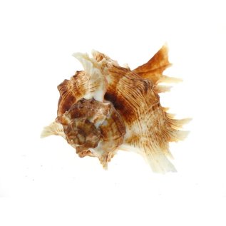 SEAURCO Large White Murex