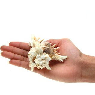 SEAURCO Large White Murex