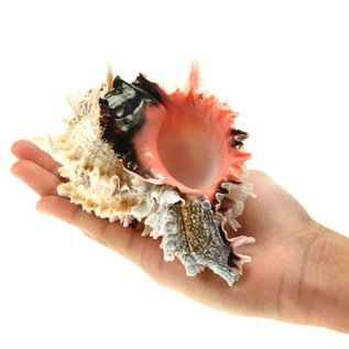 SEAURCO Super Regal Murex