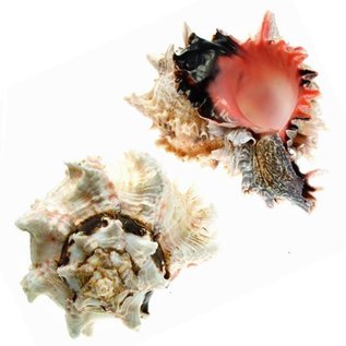 SEAURCO Super Regal Murex