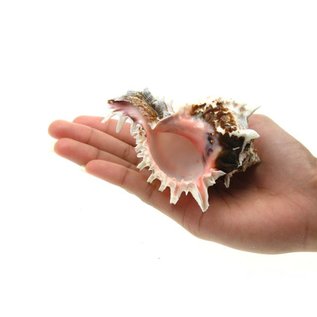 SEAURCO Medium Regal Murex