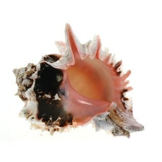 SEAURCO Medium Regal Murex