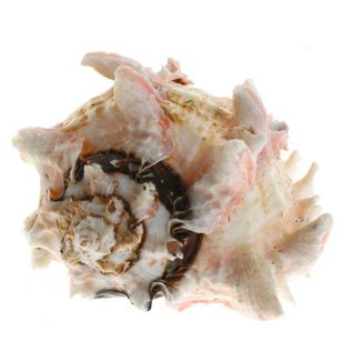 SEAURCO Medium Regal Murex