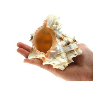 SEAURCO Ex-Large Lady Murex