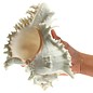 SEAURCO Giant Murex 17-20cm