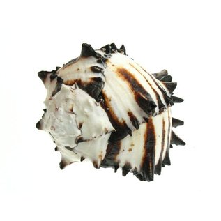 SEAURCO MUREX BLACK No5 (RADIX)